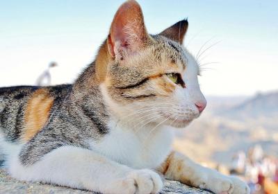 养猫的文艺句子