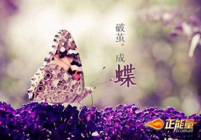 不懈追求才能羽化成蝶