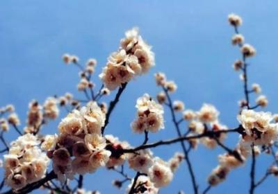 闲看庭前花开花落，漫看天边云卷云舒